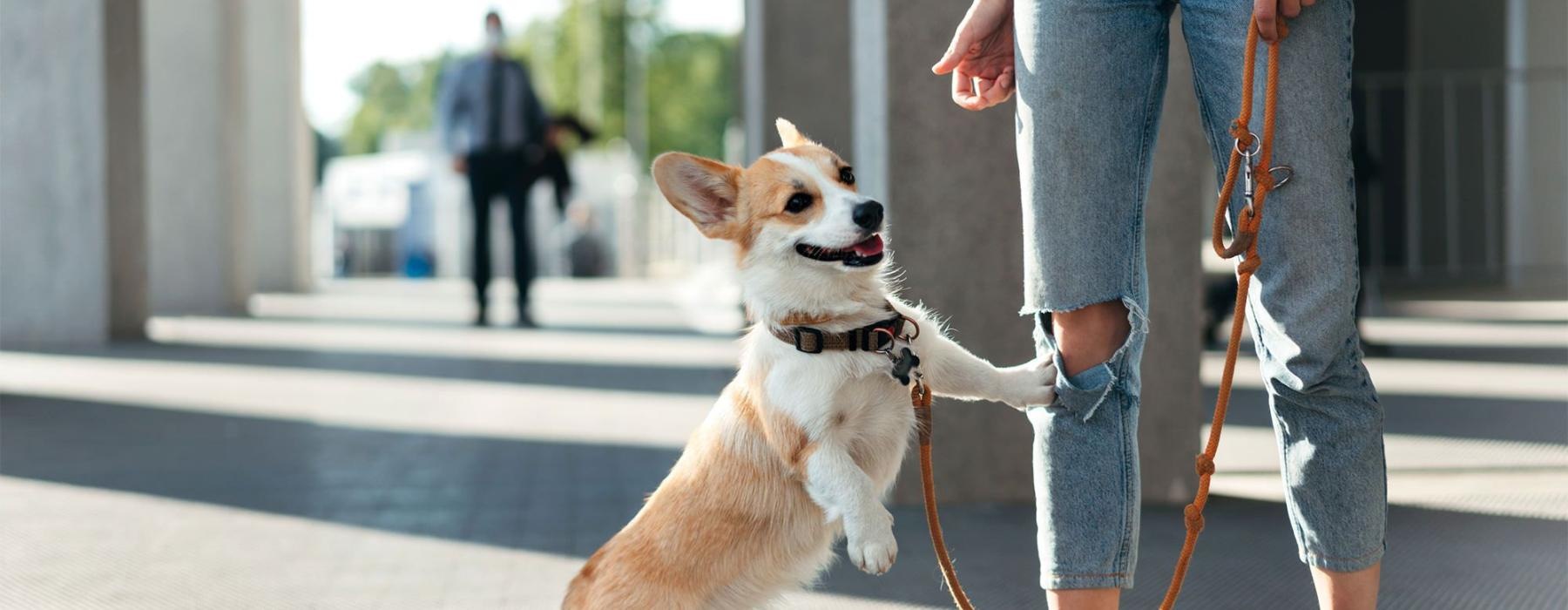 a dog on a leash