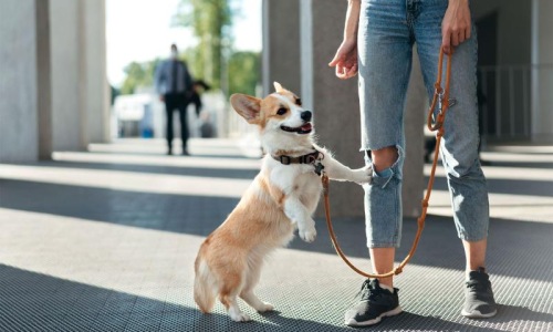 a dog on a leash